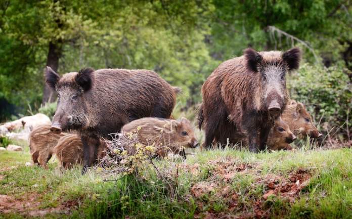 Prosegue la rassegna di incontri al campino di Quercegrossa “Oggi parliamo di…”. Prossimo appuntamento venerdì 10 gennaio dedicato alla Fauna selvatica