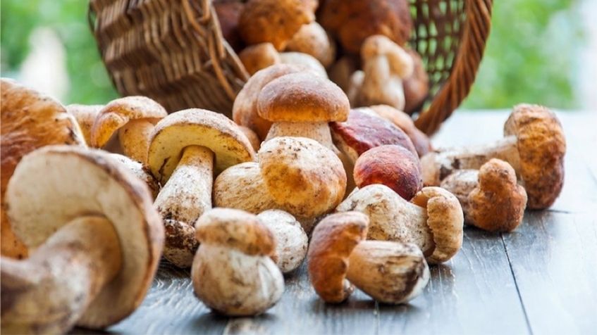 “La vita segreta dei funghi”: domenica 17 novembre escursione con micologo e pranzo alla festa L’estate di San Martino