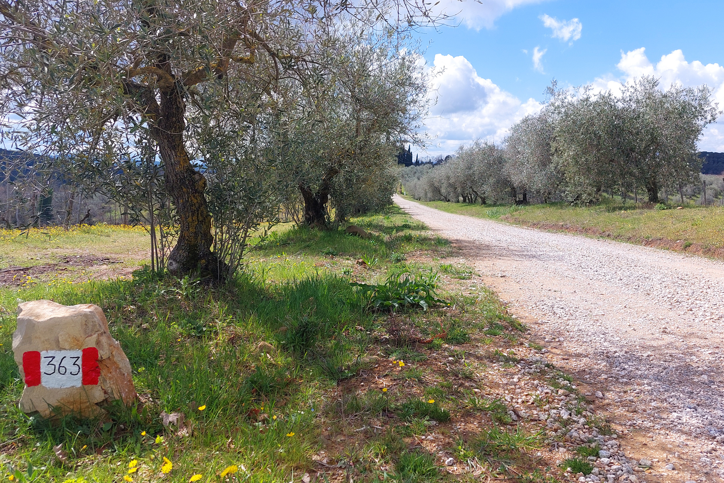 Torna la Camminata tra gli olivi a Castelnuovo Berardenga