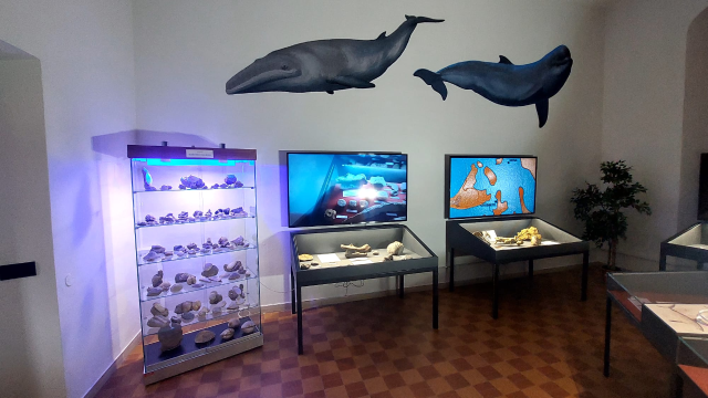 Sala Roberto Burroni_Museo Paleontologico Scienza della Terra_2