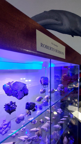 Sala Roberto Burroni_Museo Paleontologico Scienza della Terra_4