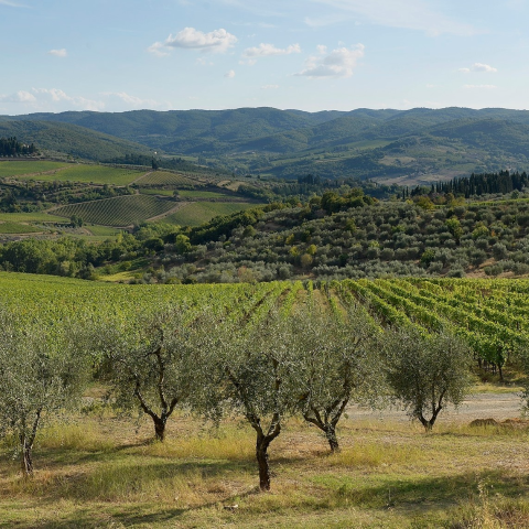 A Castelnuovo Berardenga un convegno del Biodistretto del Chianti  “Il biochar per aumentare la sostenibilità della viticoltura nel comparto biologico: focus sul progetto B-Wine”